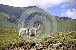 Donkey and foal grazing on a mountain pasture against a background of green hills and the sky in the clouds