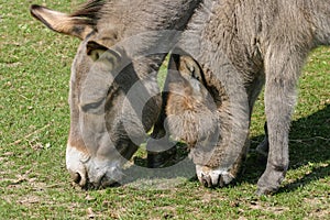 Donkey foal and mother grazing in a field