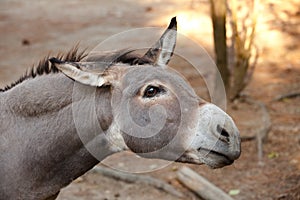 Donkey in the foreground