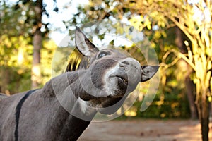 Donkey in the foreground