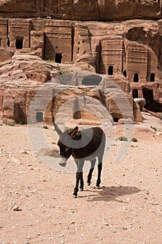 Donkey in Front of Petra Caves