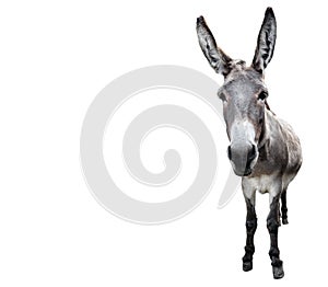 Donkey full length isolated on white. Funny gray donkey standing in front of camera. Farm animals