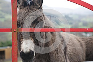 Donkey at gate in Ireland