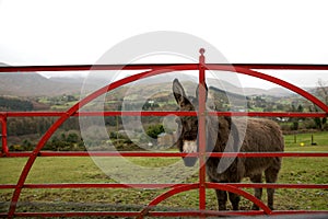 Donkey at gate in Ireland
