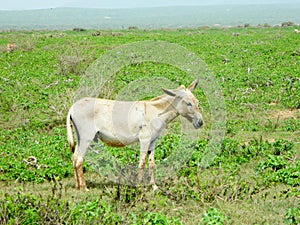 Donkey on the grass