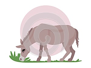 Donkey grazes on the field, eating grass. Animal from the farm. Animal print. Vector illustration.