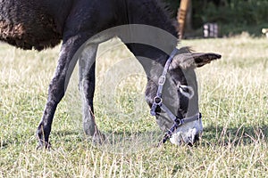 Donkey grazes on lawn, close up.