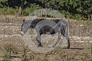 Donkey grazing in the countryside