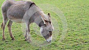donkey grazing on the farm