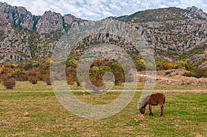 Donkey grazing on the grass by Demerji mountain, Crimea