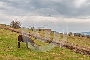 Donkey grazing on the grass by Demerji mountain, Crimea