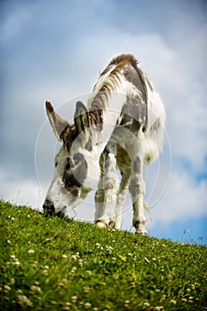 Donkey grazing on grass at Norfolk Broads