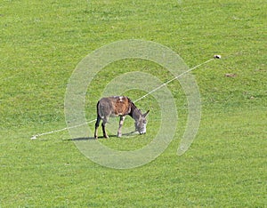 Donkey grazing in a meadow