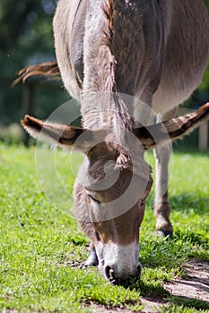 A donkey grazing in a meadow Equus asinus asinus