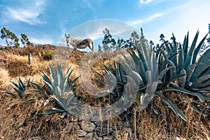 donkey grazing in the mountain nature