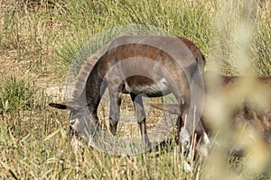 Donkey is grazing in the National Park in Mallorca