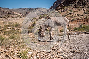 Donkey grazing near gravel road