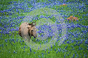 Donkey grazing on Texas bluebonnet pasture