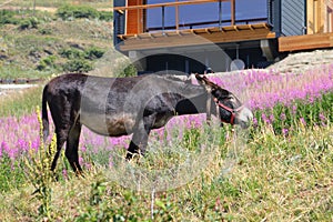 A donkey grazing in the village of Chamois in the Aosta Valley..Aosta Italy.July 25.2023-A donkey grazing.