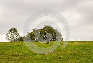 Donkey in green field on cloudy day. Lonely donkey at countyside. Farm concept. Animals concept. Pasture background.