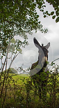 Donkey in green field on cloudy day. Lonely donkey at countyside. Farm concept. Animals concept. Pasture background. photo