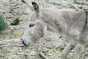 Donkey