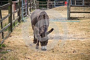 Donkey at Hackney city farm in London, England