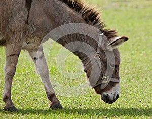Donkey with Halter
