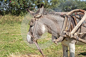 Donkey harnessed to an old wooden cart stands in front of a sheaf of hay.