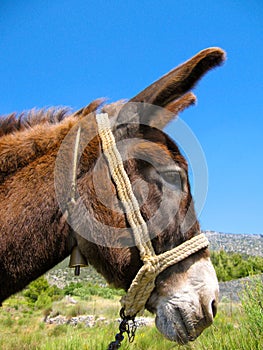 Donkey head