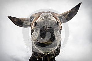 Donkey head close-up