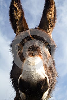 Donkey head close-up taken by downside on a blue sky