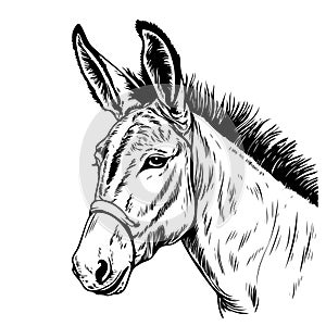 Donkey head sketch hand drawn Vector illustration.