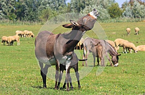 Donkey hee haw on the pasture