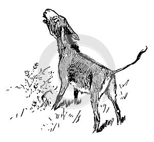 A donkey hee-hawing, vintage illustration