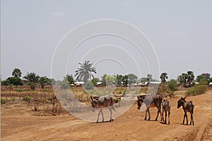 Donkey herd in the savannah of northern Togo