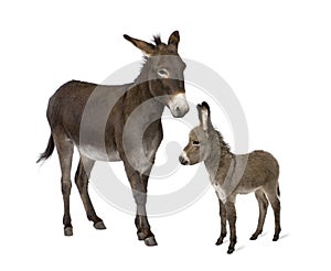 Donkey and his foal against white background