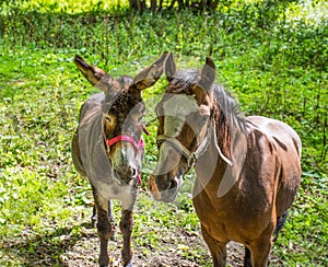 Donkey and horse close-up