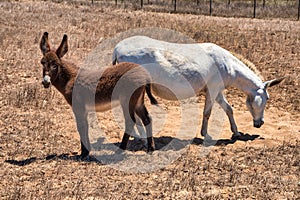 donkey and horse in a field