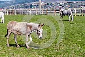 Donkey and horses in the riding area