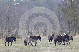 Donkey in Hortobagy National Park, UNESCO World Heritage Site, Puszta is one of largest meadow and steppe ecosystems in Europe, photo