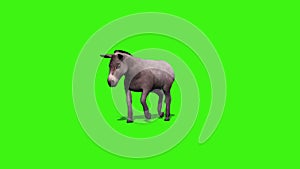 Donkey idle with shadow 2 - green screen