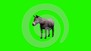Donkey idle without shadow - green screen