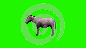 Donkey idle without shadow - green screen