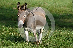 Donkey II