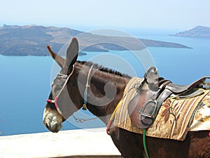 Donkey on a island