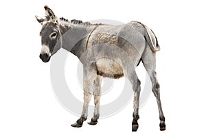 Donkey isolated a on white
