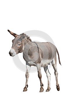 donkey isolated on white