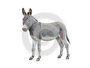 Donkey isolated on white