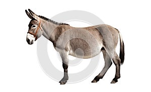 Donkey isolated on white background Side view